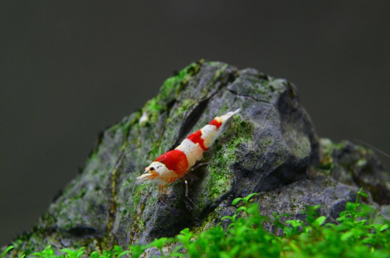 Креветки красный Кристалл Crystal Red Shrimp