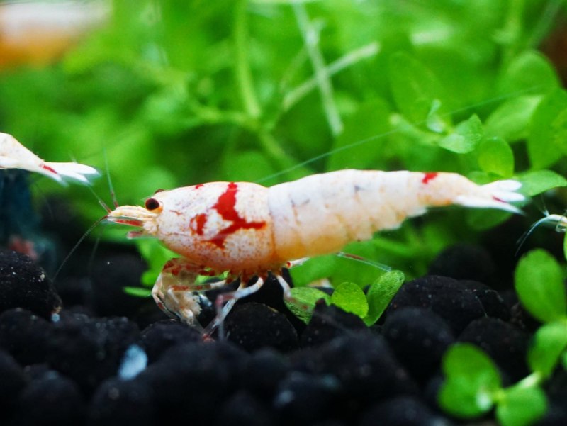Caridina CF. Cantonensis SP красный/черный Кристалл