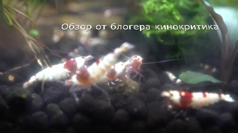 Креветка супер ред