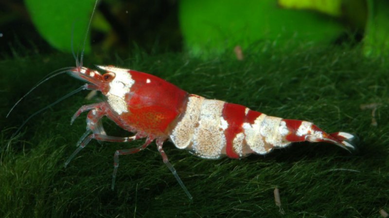 Caridina CF. Cantonensis