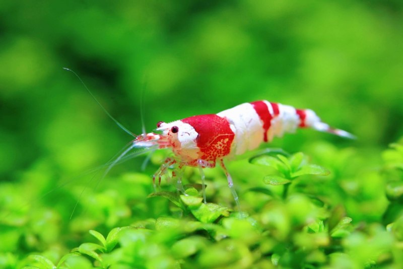Caridina CF. Cantonensis "Snow White")