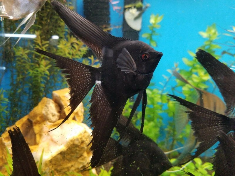 Скалярия "перуанский Альтум" альбино (Pterophyllum scalare)