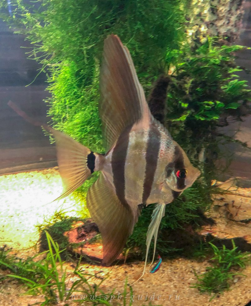 Pterophyllum scalare Wild