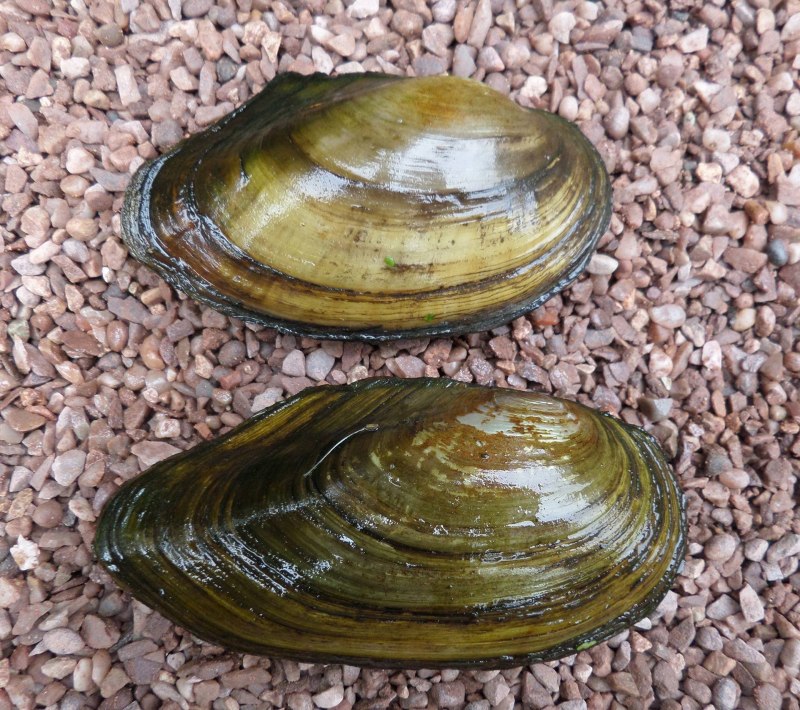 Anodonta cygnea