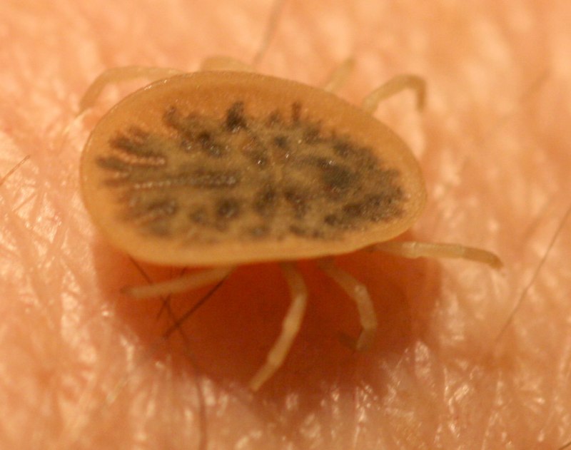 Клещ Paratarsotomus macropalpis