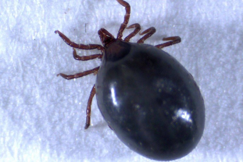 Черноногий клещ (Ixodes scapularis)