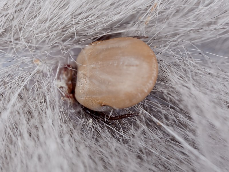 Иксодовые клещи Rhipicephalus