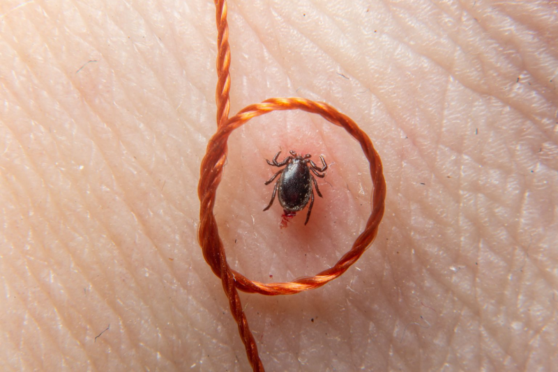 Пузатый клещ pediculoides ventricosus.