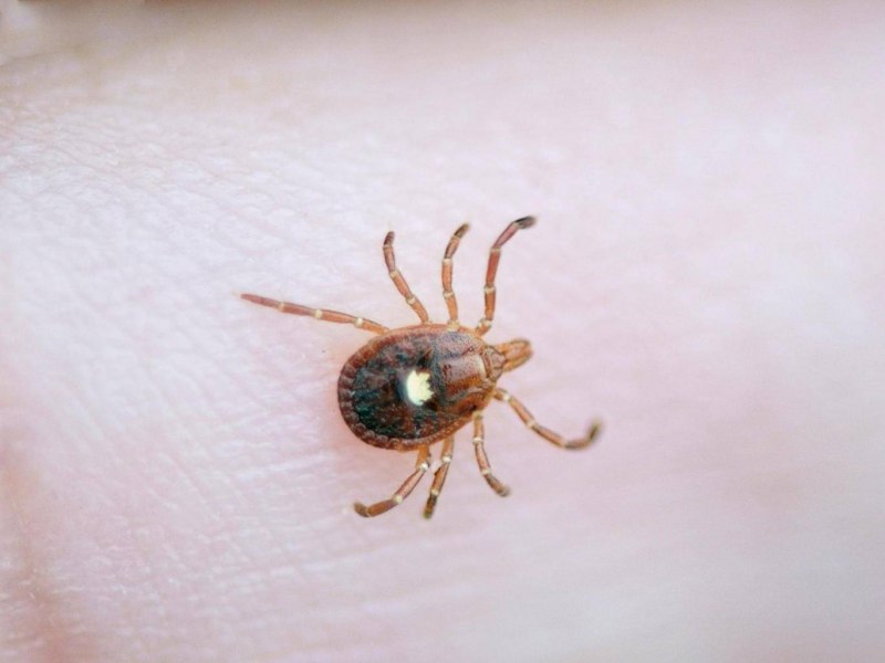 Клещи Rhipicephalus turanicus