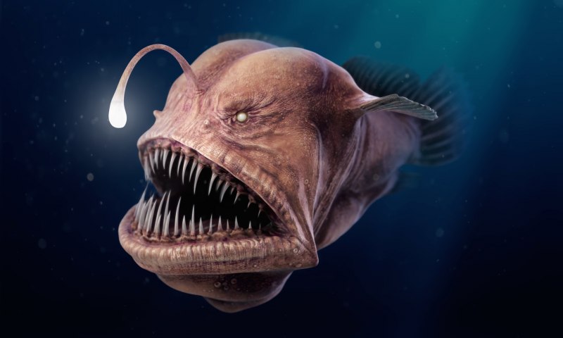 Глубинная рыба с фонариком (62 фото)