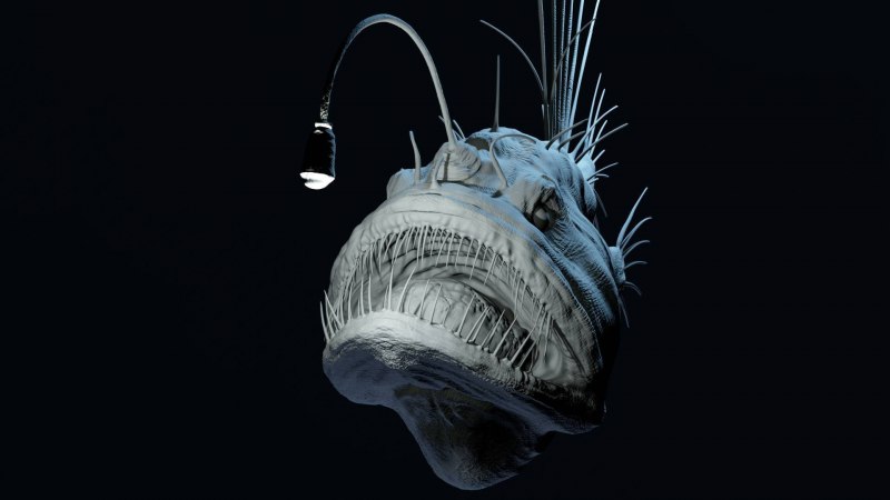 Рыба удильщик морской черт