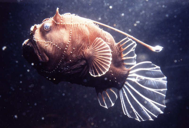 Chaenophryne longiceps