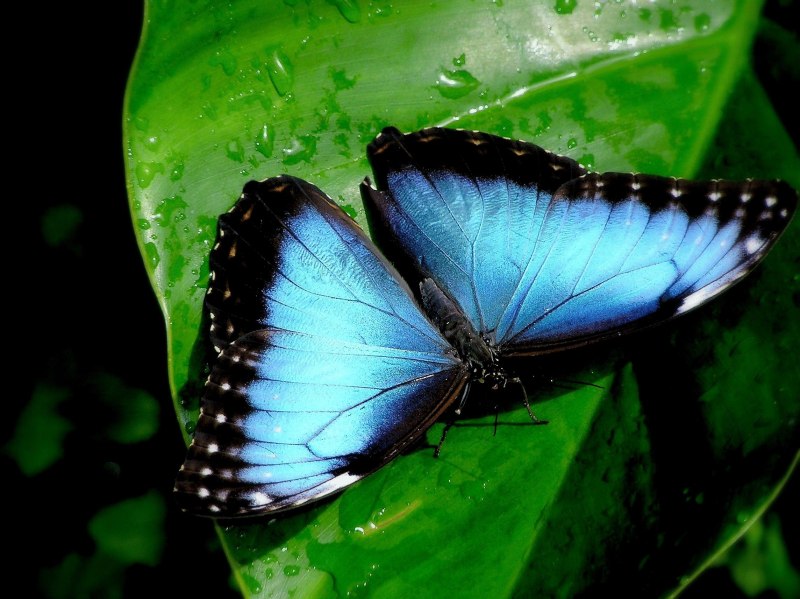 Тропическая бабочка Morpho