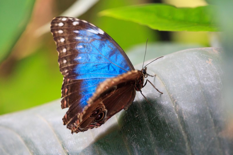 Бабочки Morpho peleides (Морфо Пелеида)
