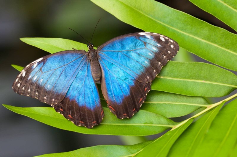 Голубая МОРФА (Morpho peleides)