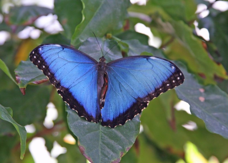 Morpho peleides самец