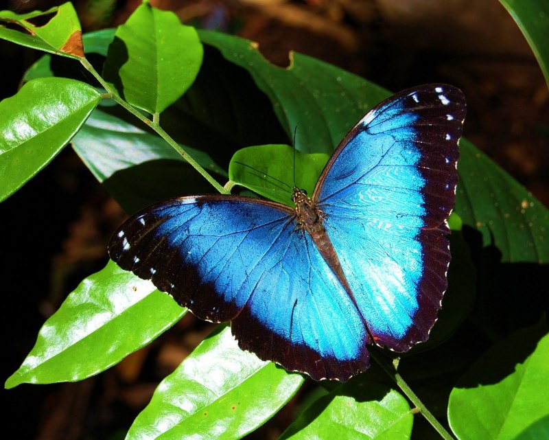Бабочки Morpho peleides (Морфо Пелеида)