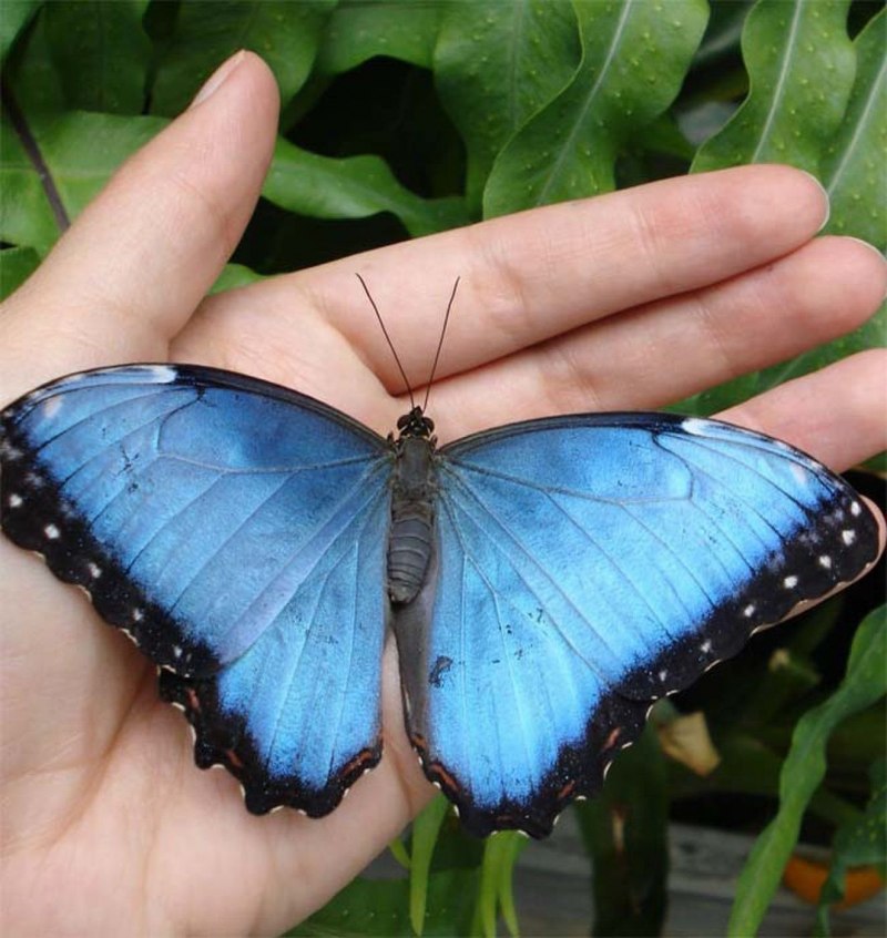 Голубой Морфо (Blue Morpho)