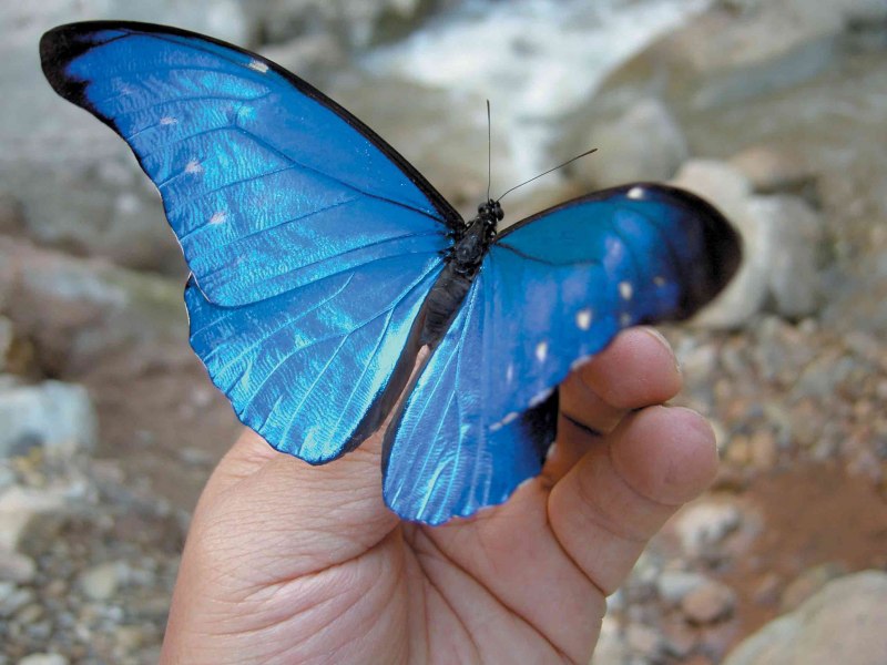 Morpho Menelaus бабочка
