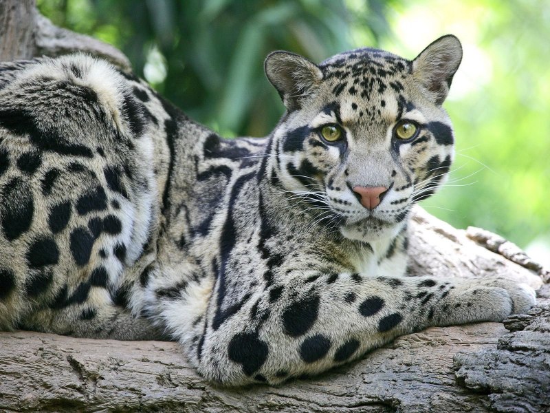 Леопард переднеазиатский (Panthera pardus caucasicus)