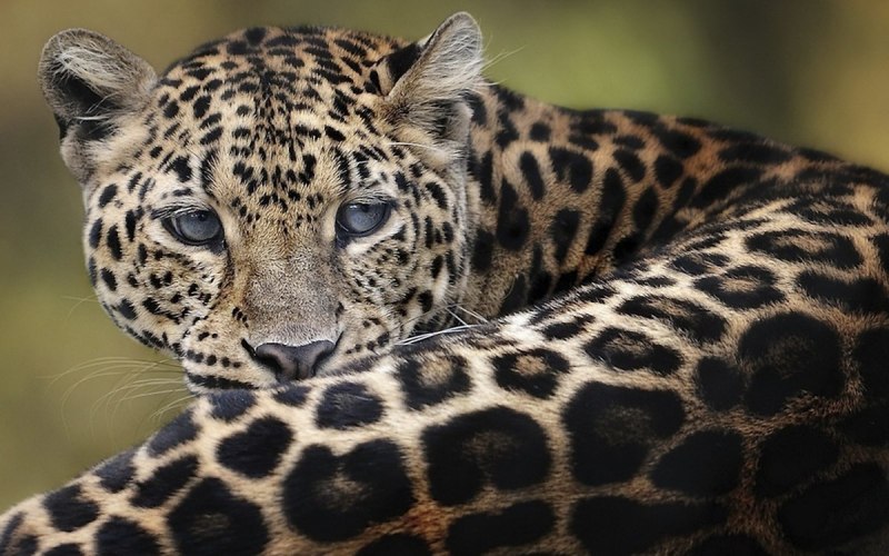 Jaguar Leopard Cheetah
