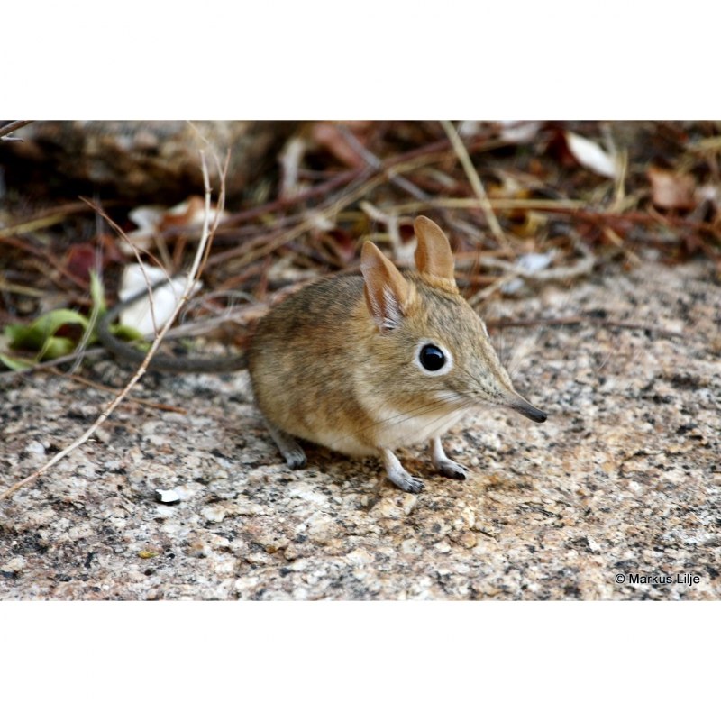 Длинноухий прыгунчик (Elephant Shrew)