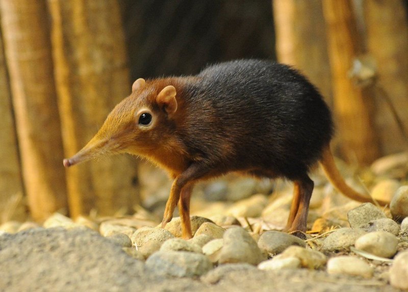 Длинноухий прыгунчик (Elephant Shrew)