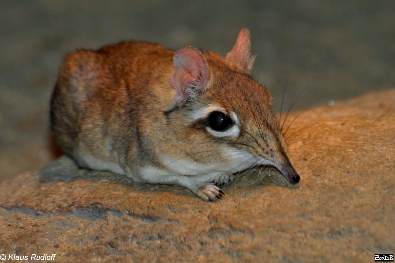 Macroscelides proboscideus