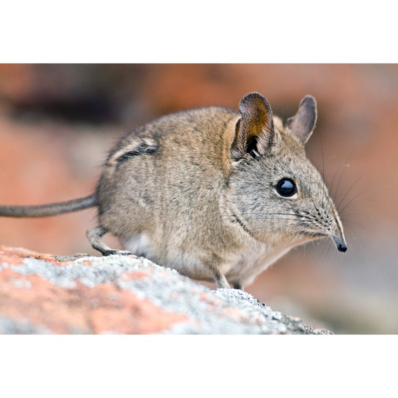 Macroscelides proboscideus