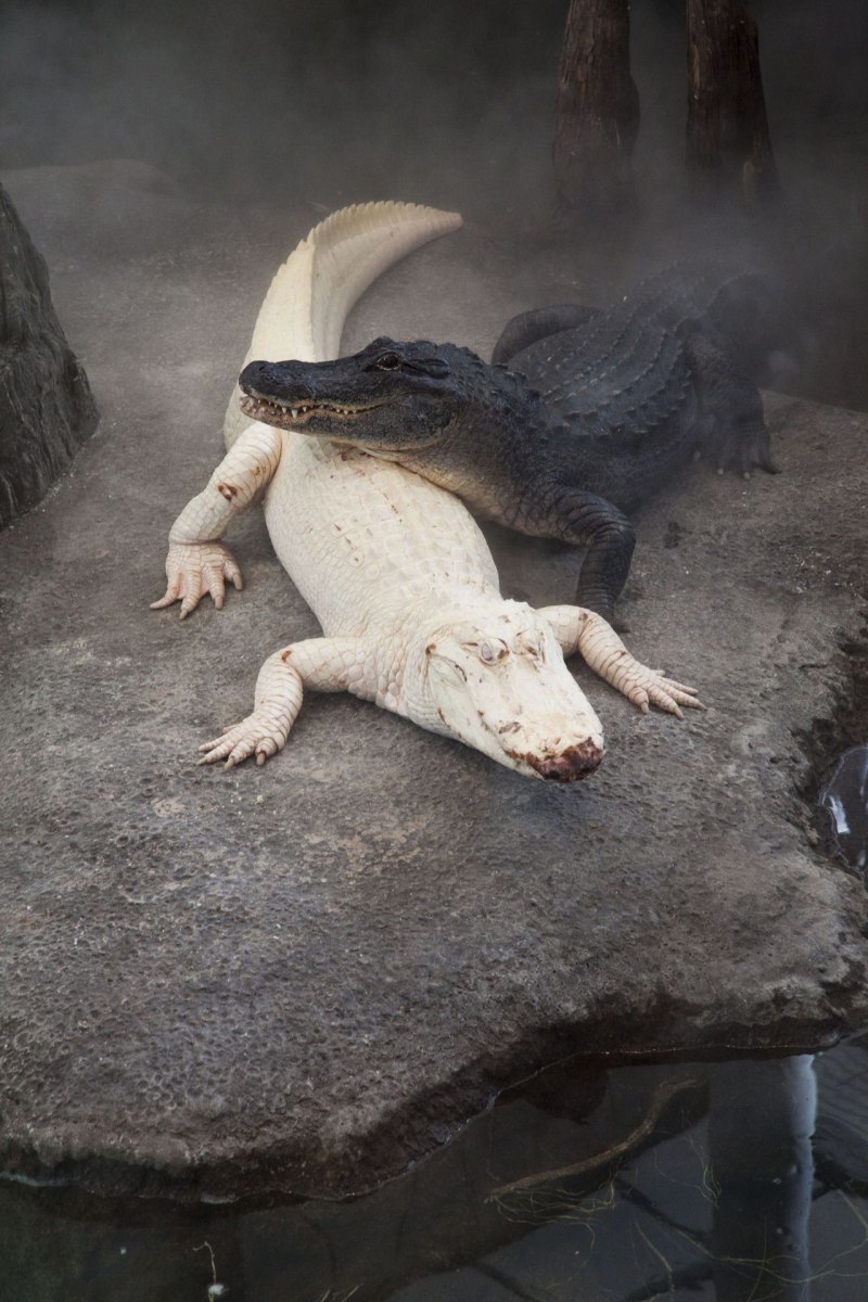 Альбино Аллигатор (Albino Alligator) 1996