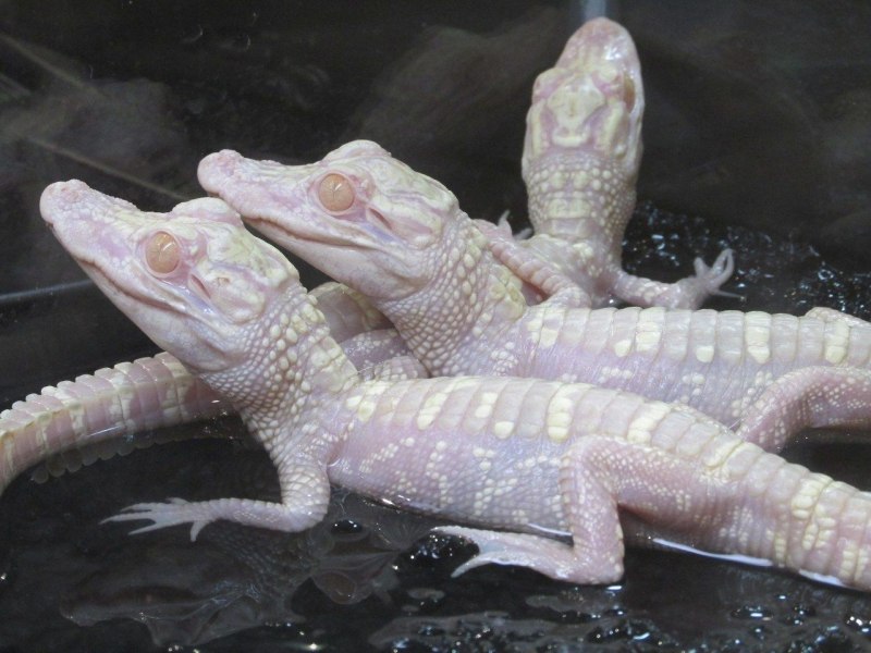 Альбино Аллигатор (Albino Alligator) 1996