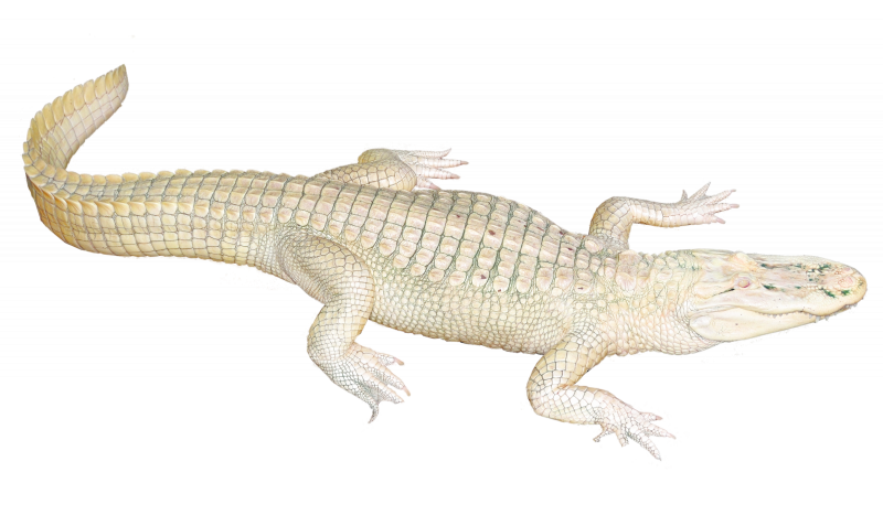 Аллигатор альбинос