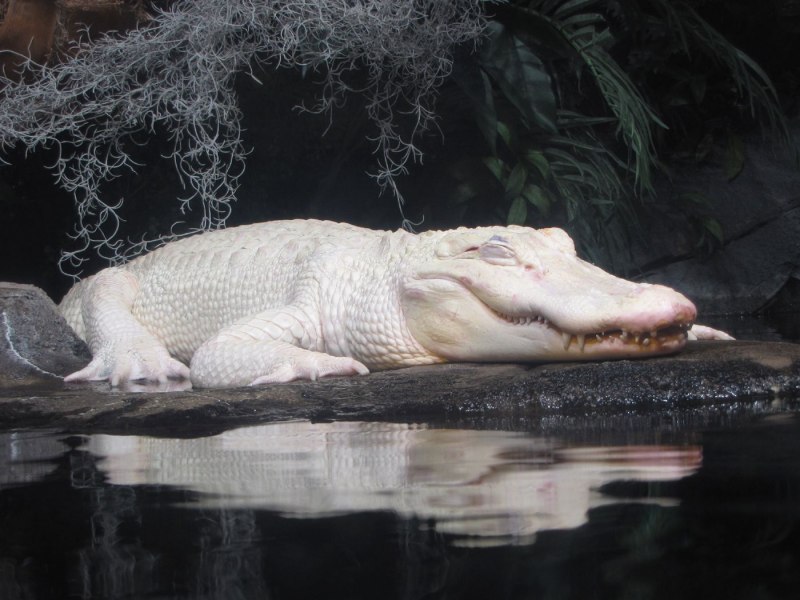 Белый крокодил животное (57 фото)