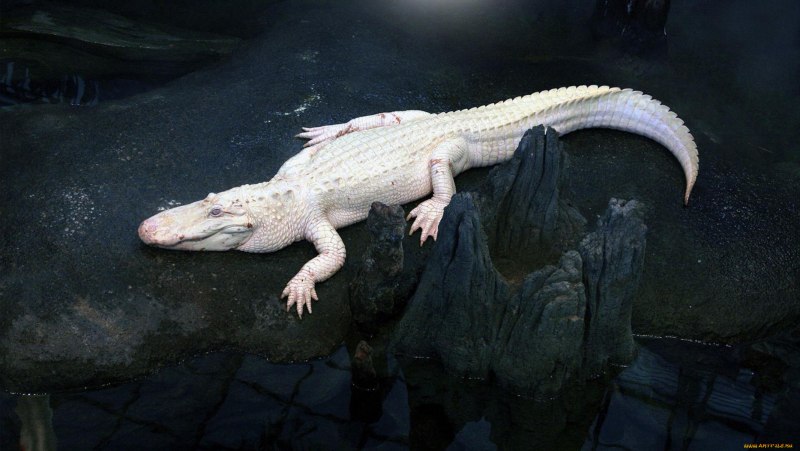 Альбино Аллигатор (Albino Alligator) 1996