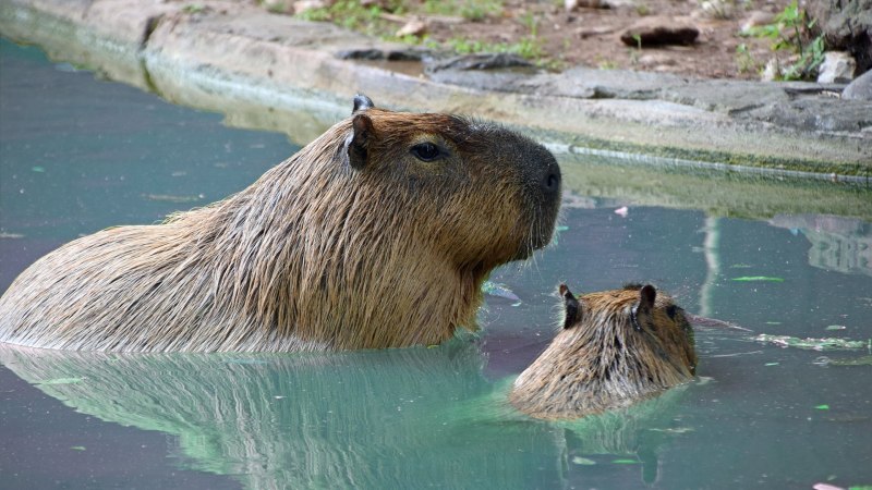 Поросенок в воде