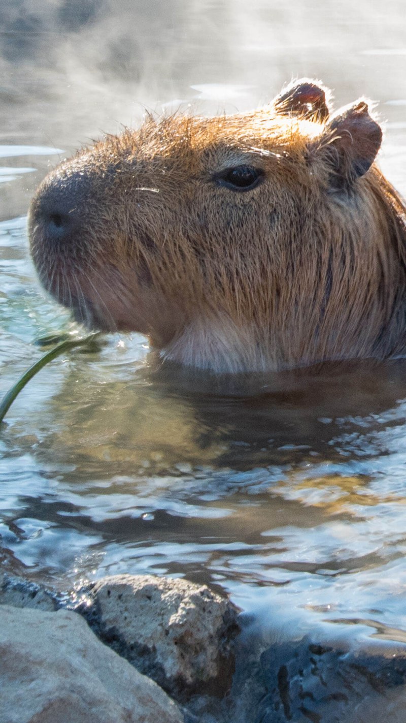 Водяная Свинка