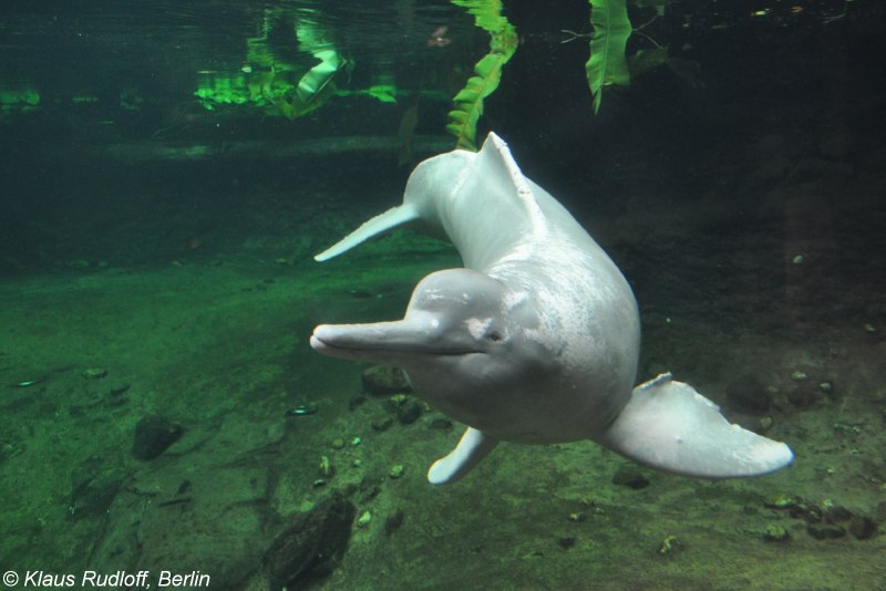 Дельфин ориноко (63 фото)