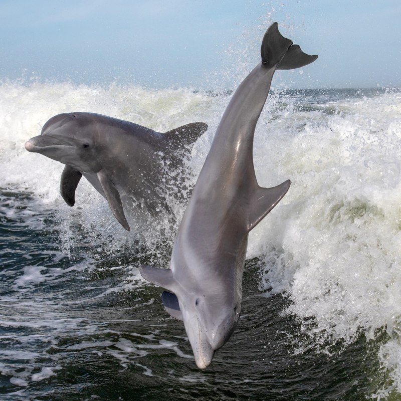 Дельфины млекопитающие фото