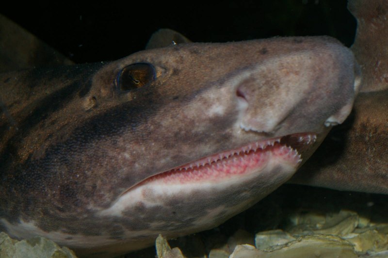 Cephaloscyllium isabellum