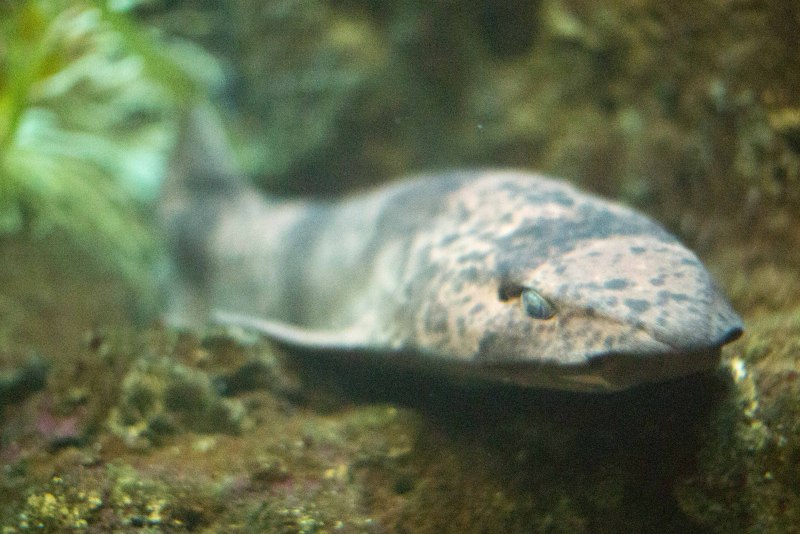 Cephaloscyllium isabellum