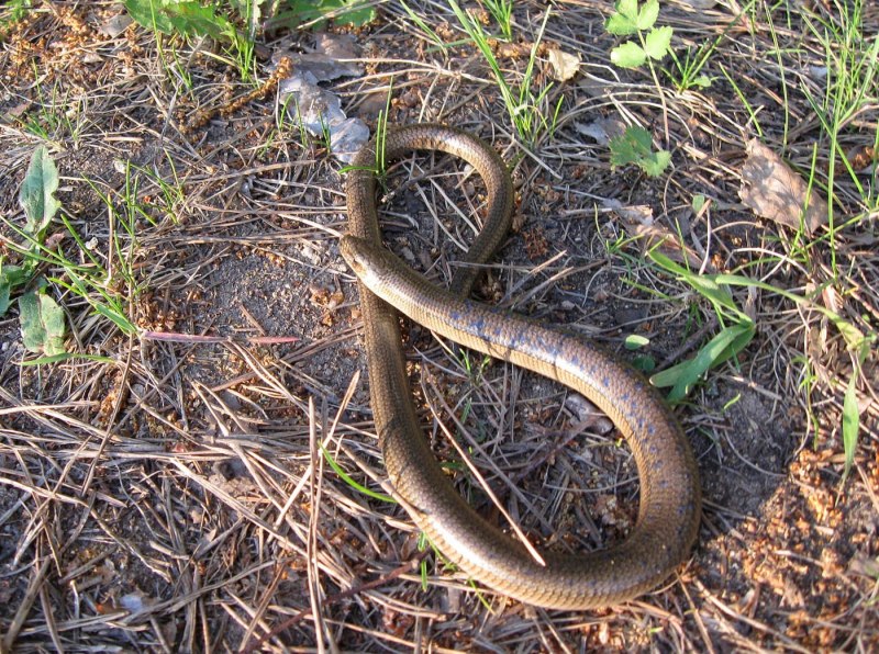 Ophisaurus apodus