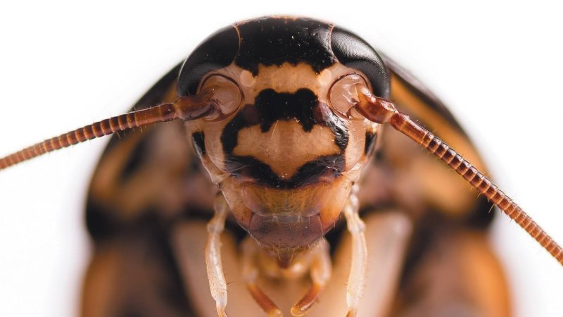 Pacific Beetle Cockroach фото
