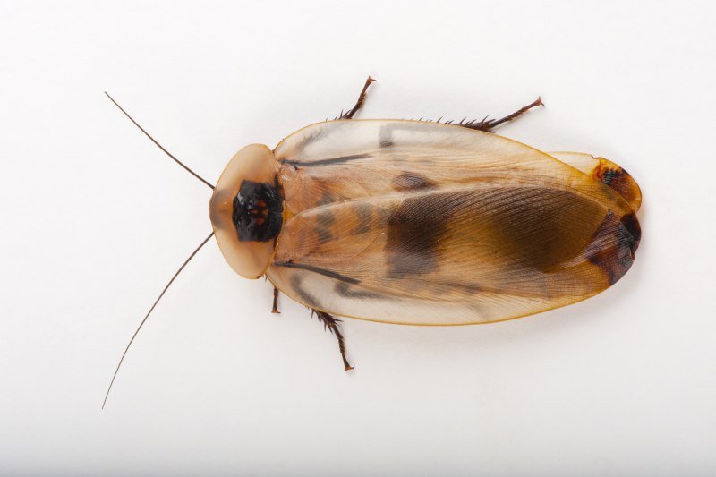 Таракан Corydidarum magnifica