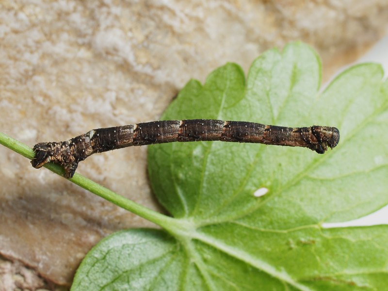 Colotois pennaria