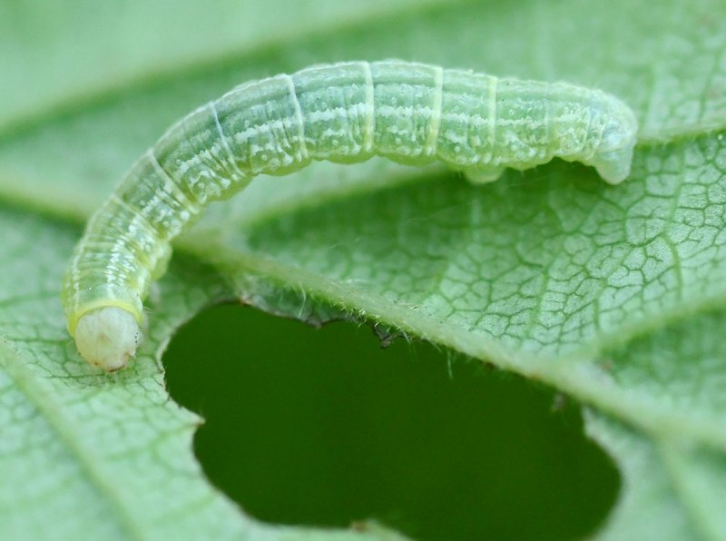 Operophtera brumata гусеница