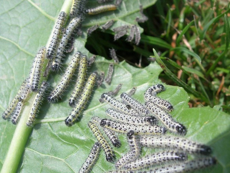 Malacodea regelaria