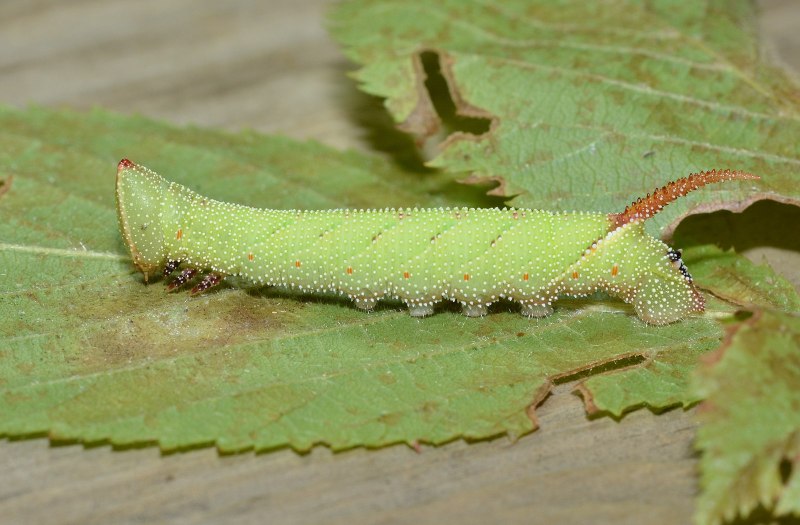 Angle Shades Moth Caterpillar