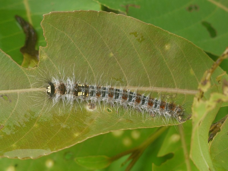 Dice Moth Caterpillar, Black Tea