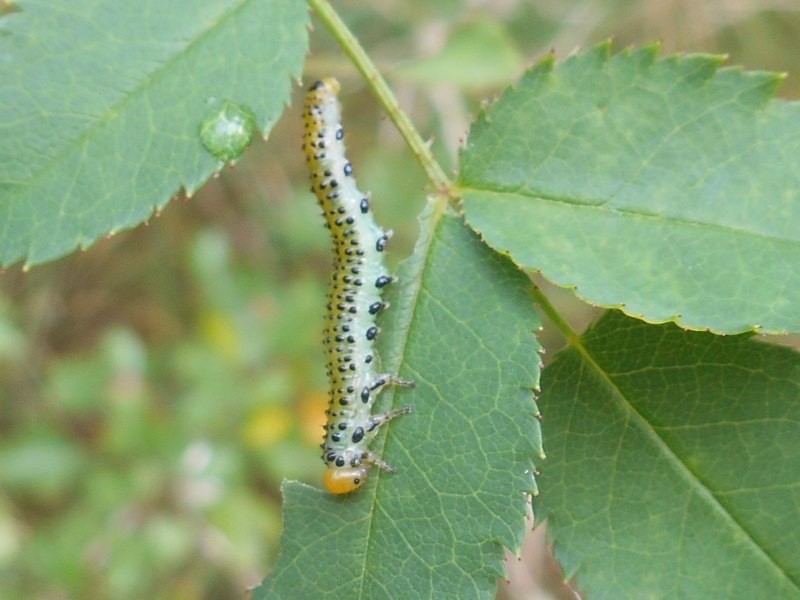 Operophtera brumata гусеница