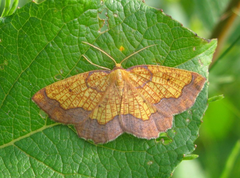 Operophtera brumata гусеница